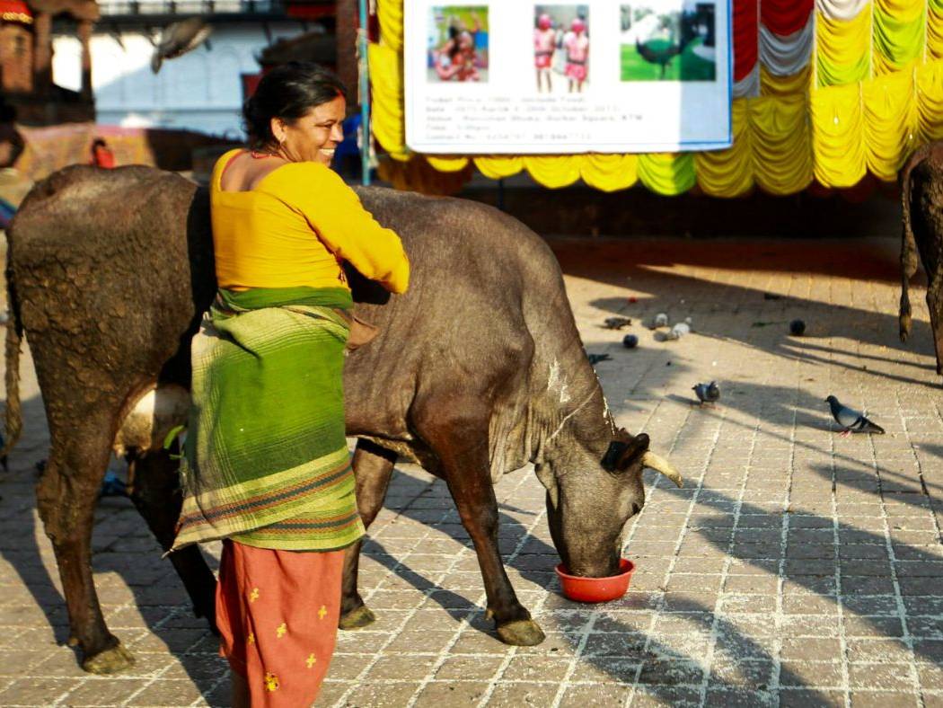 Nepali woman posing with a cow