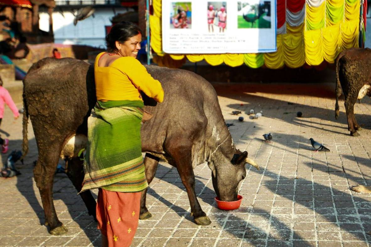 Nepali woman posing with a cow