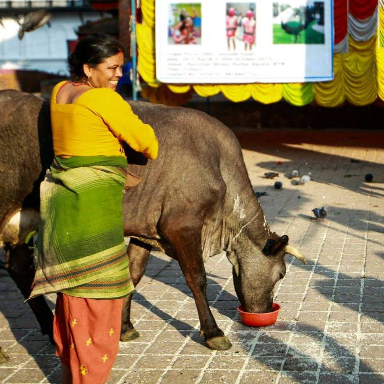 Nepali woman posing with a cow