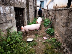 Beneficiary and two of her pigs