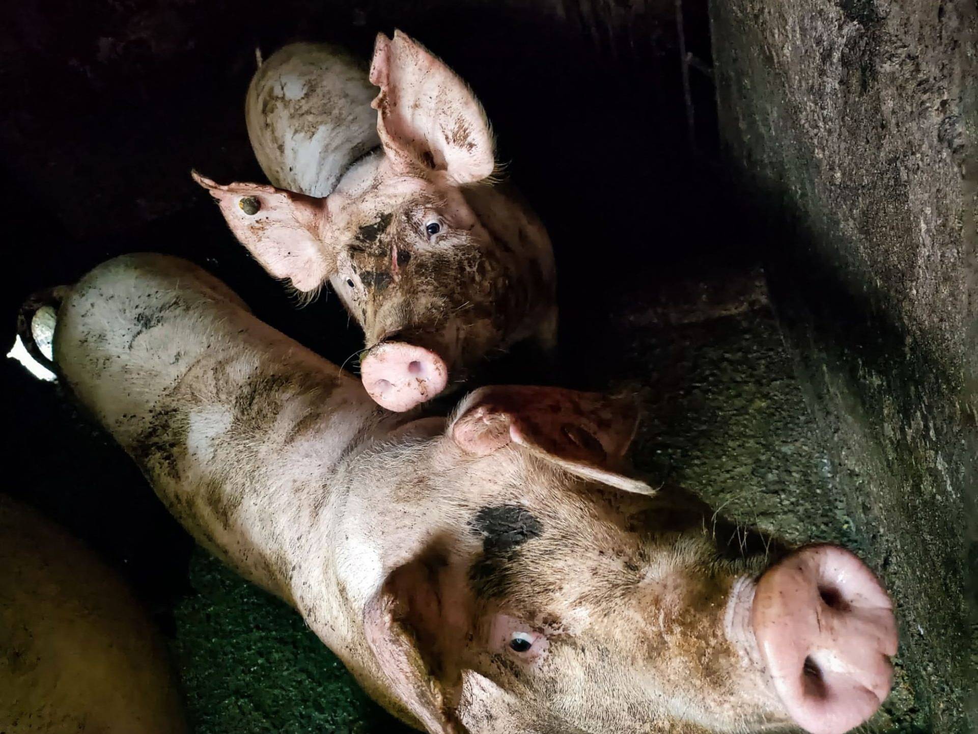 Two pigs in a pen