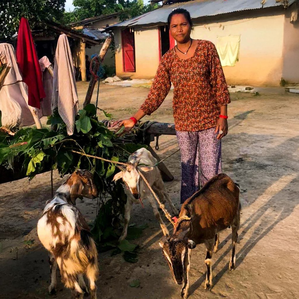 A woman stands beside three goats, feeding them fresh green leaves in a rural setting.