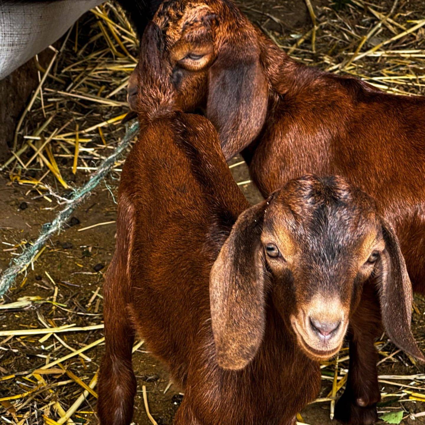 Two young brown goats standing on a bed of straw.