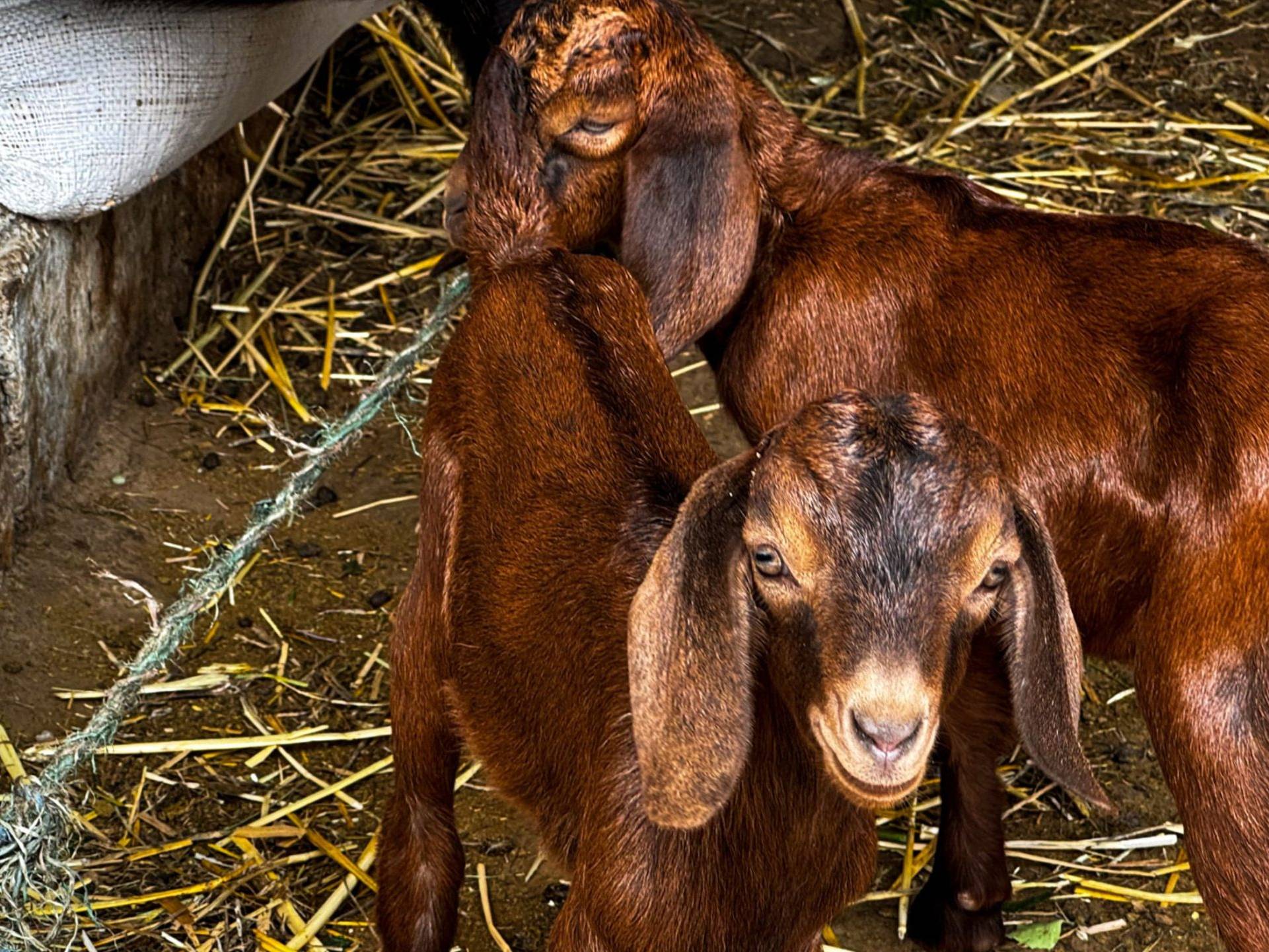 Two young brown goats standing on a bed of straw.