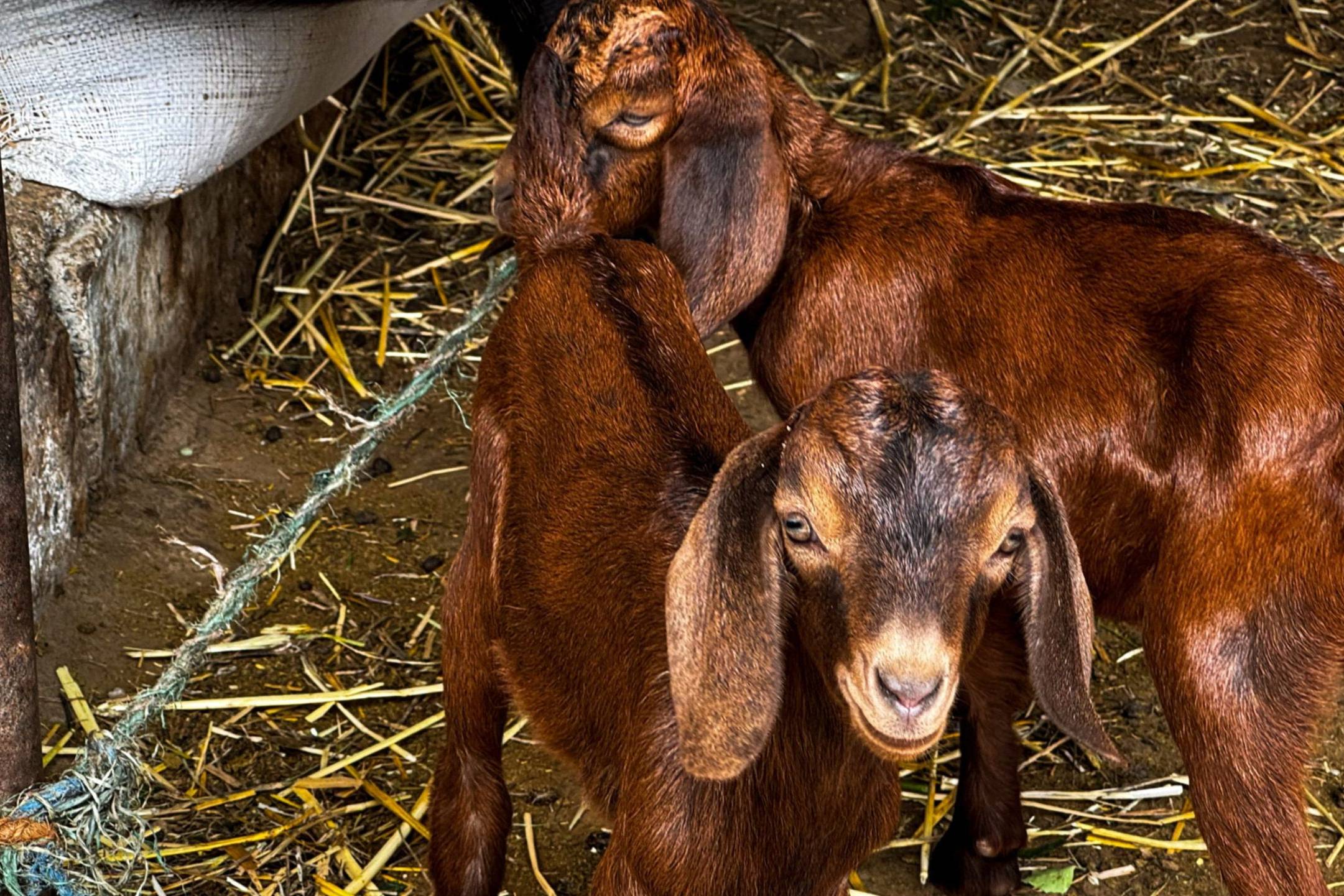 Two young brown goats standing on a bed of straw.