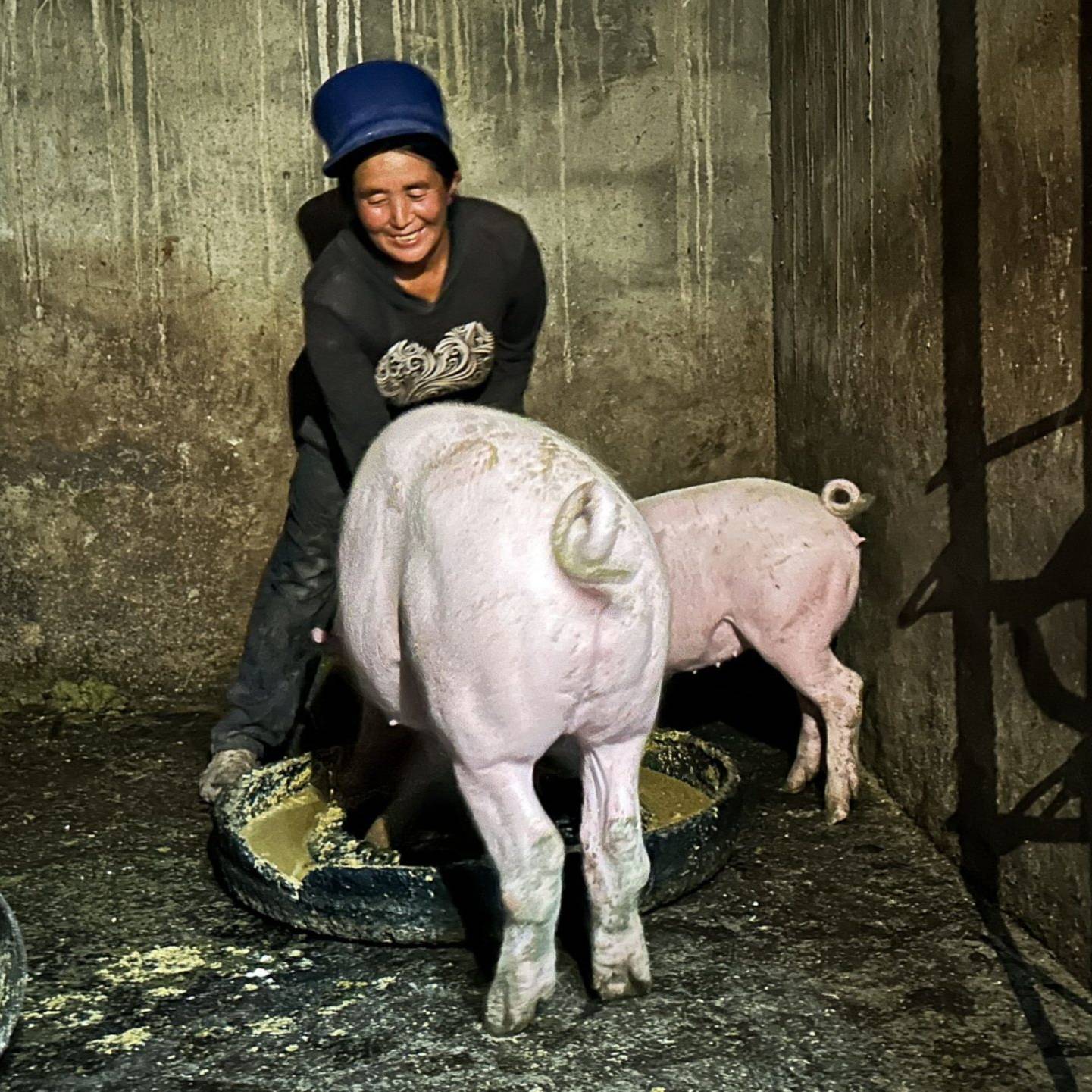 A woman feeding two pigs in a pig pen.