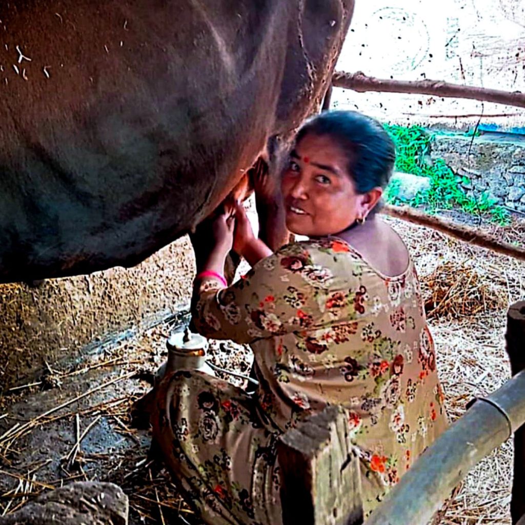 A woman sitting and milking a brown cow.