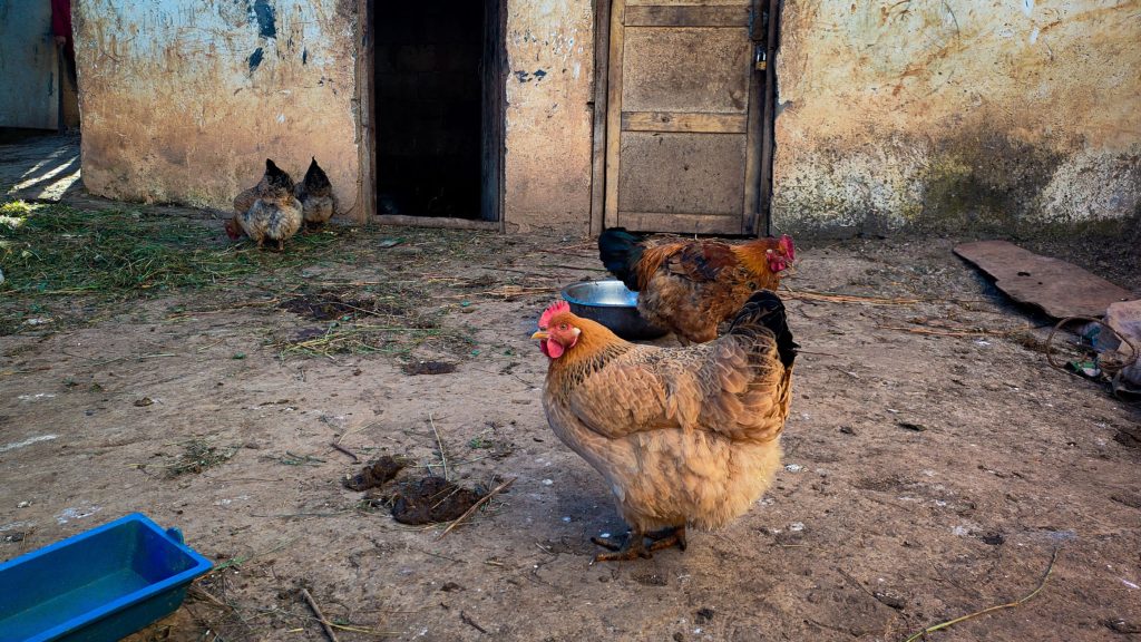 A chicken stands proudly in front of a quaint house, showcasing a charming rural scene.