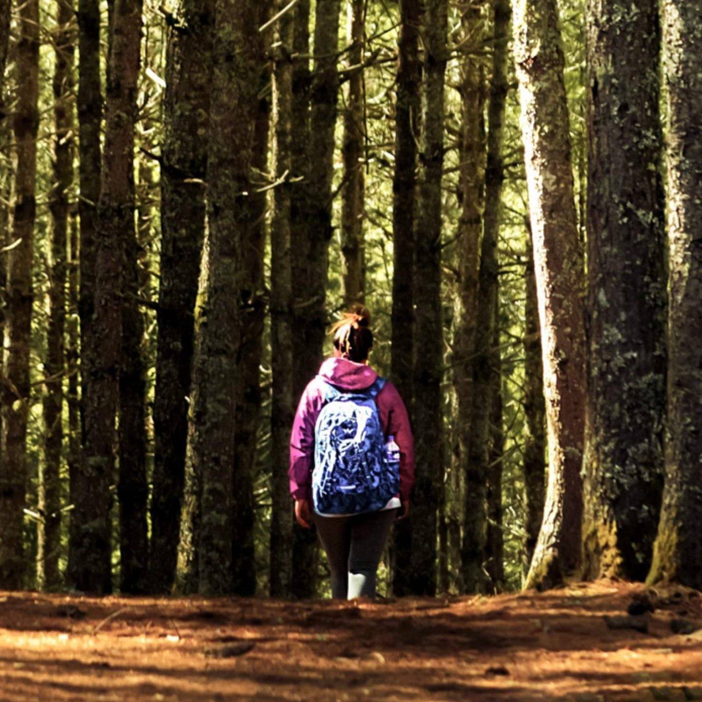 A person with a backpack walking along a path in a lush green forest, surrounded by tall trees and sunlight filtering through.