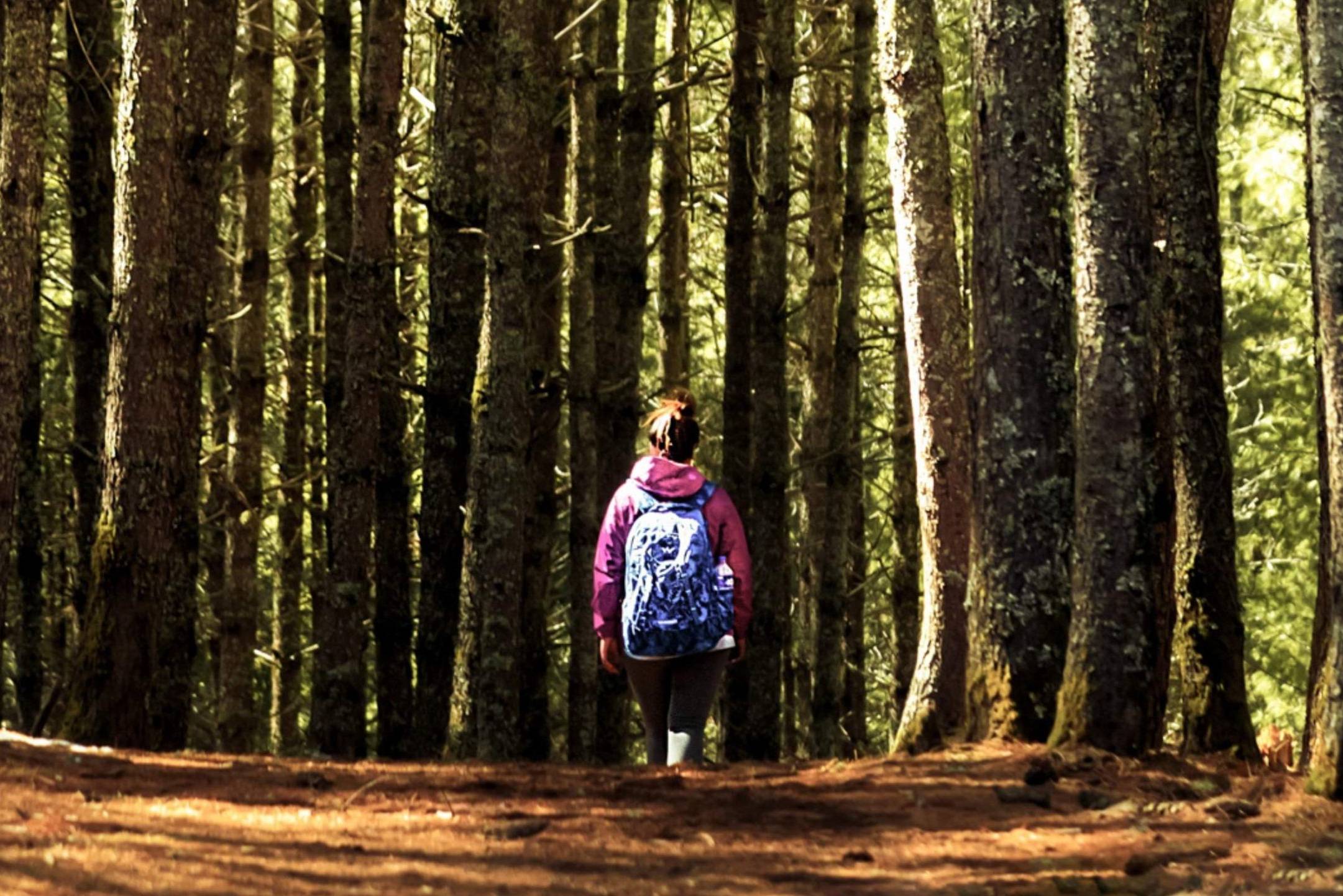 A person with a backpack walking along a path in a lush green forest, surrounded by tall trees and sunlight filtering through.
