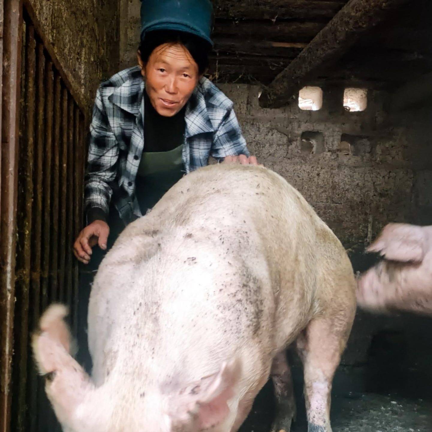 A woman gently pets a pig inside a small pen.