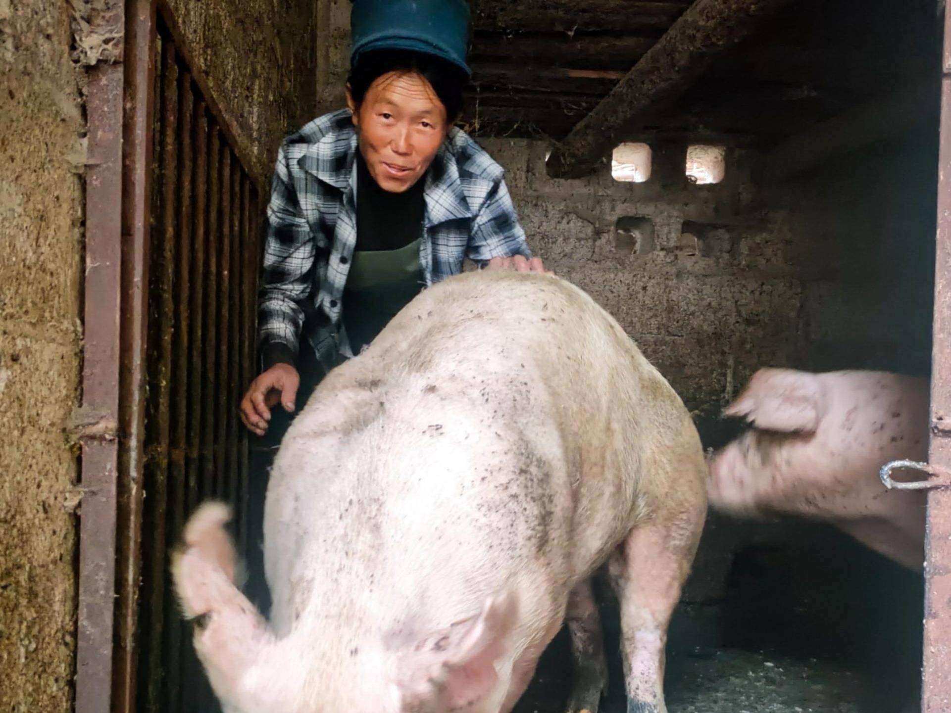 A woman gently pets a pig inside a small pen.