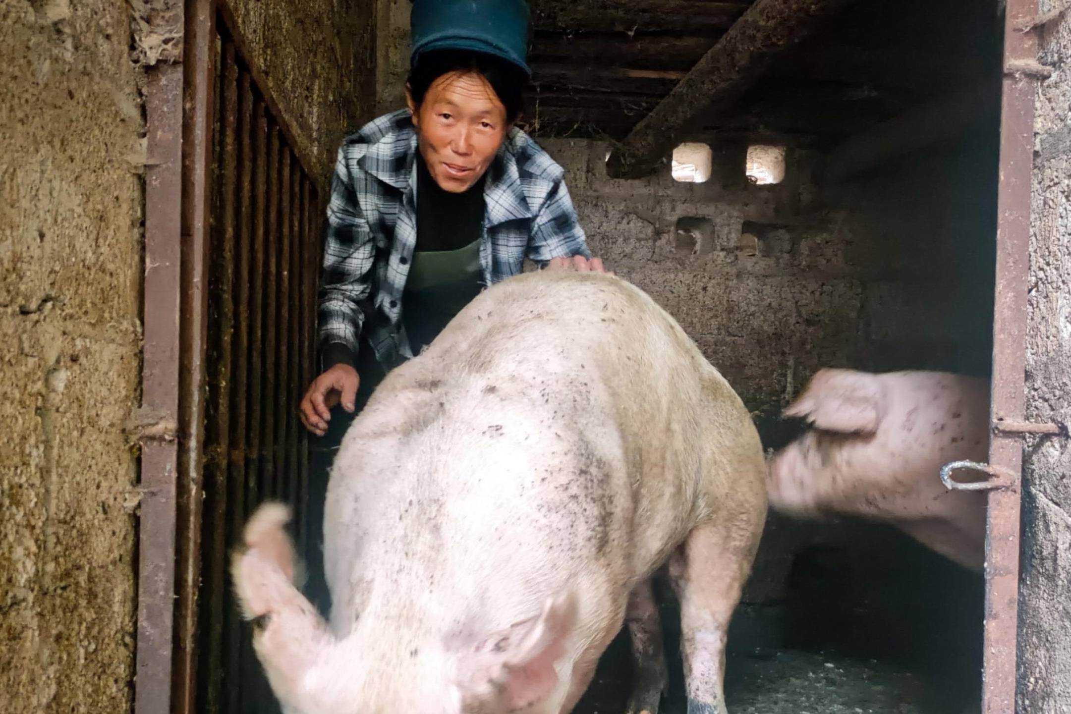 A woman gently pets a pig inside a small pen.
