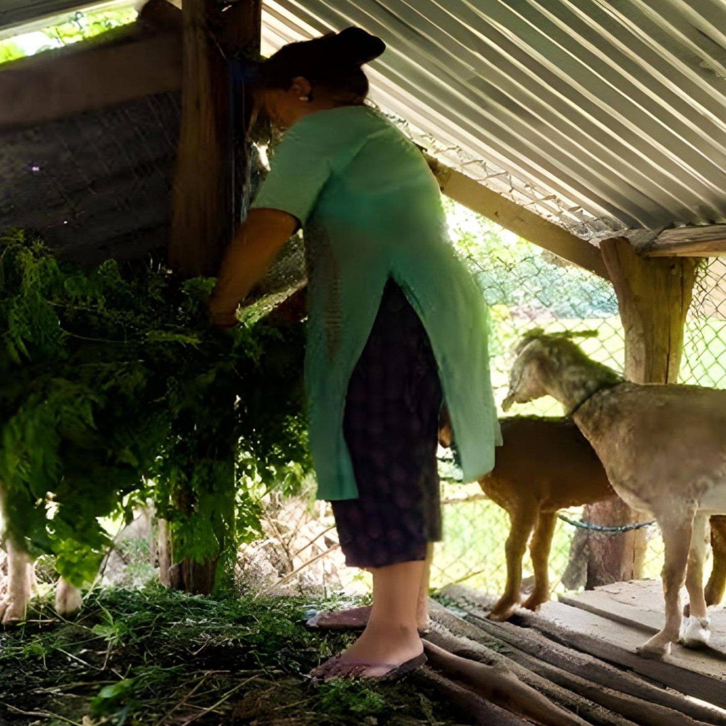 A woman is feeding goats inside a rustic shed, surrounded by hay and wooden beams.