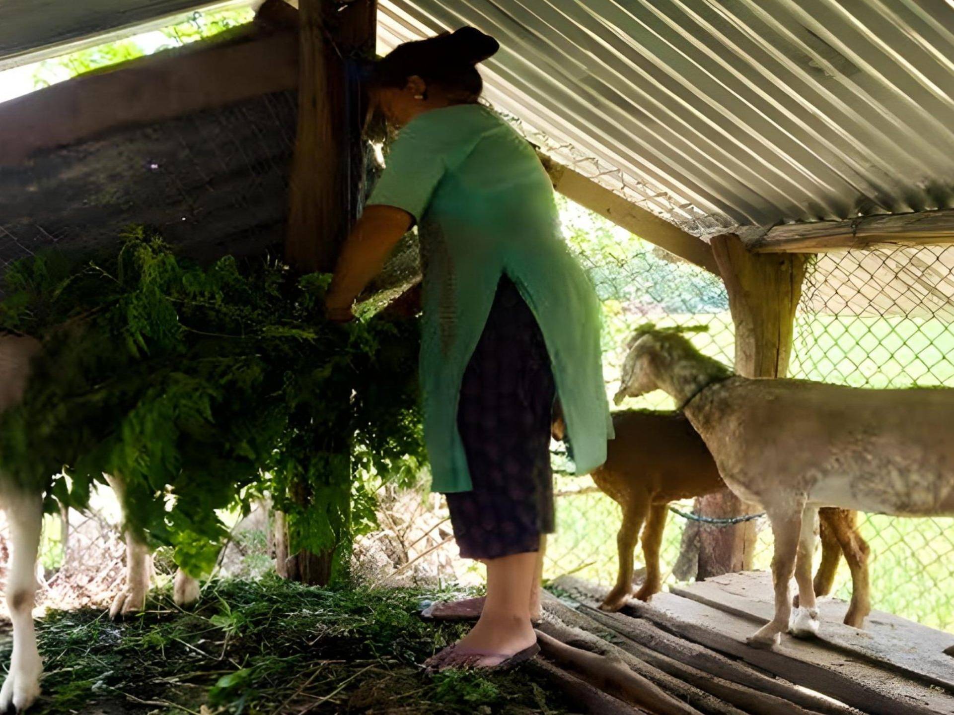 A woman is feeding goats inside a rustic shed, surrounded by hay and wooden beams.