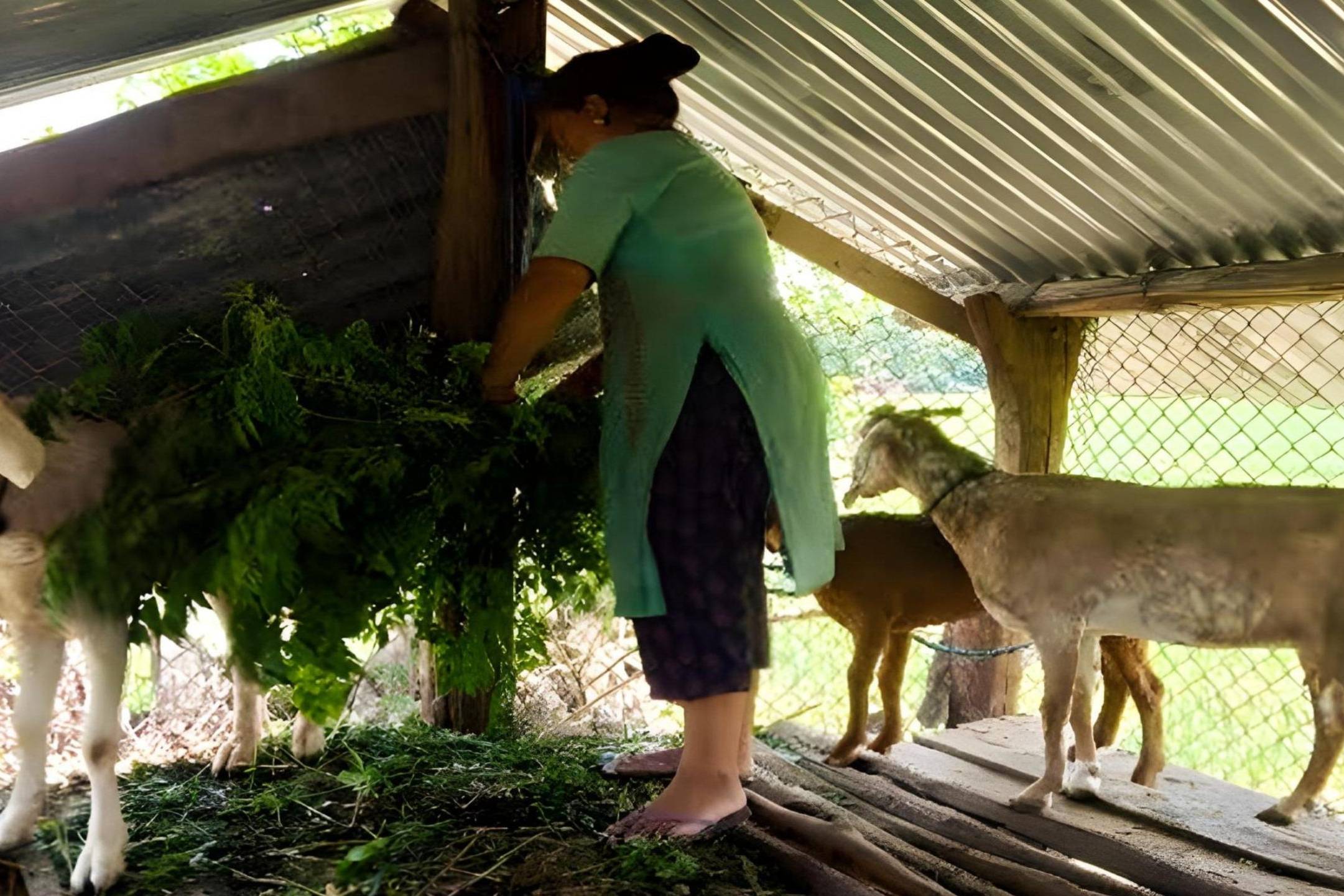 A woman is feeding goats inside a rustic shed, surrounded by hay and wooden beams.