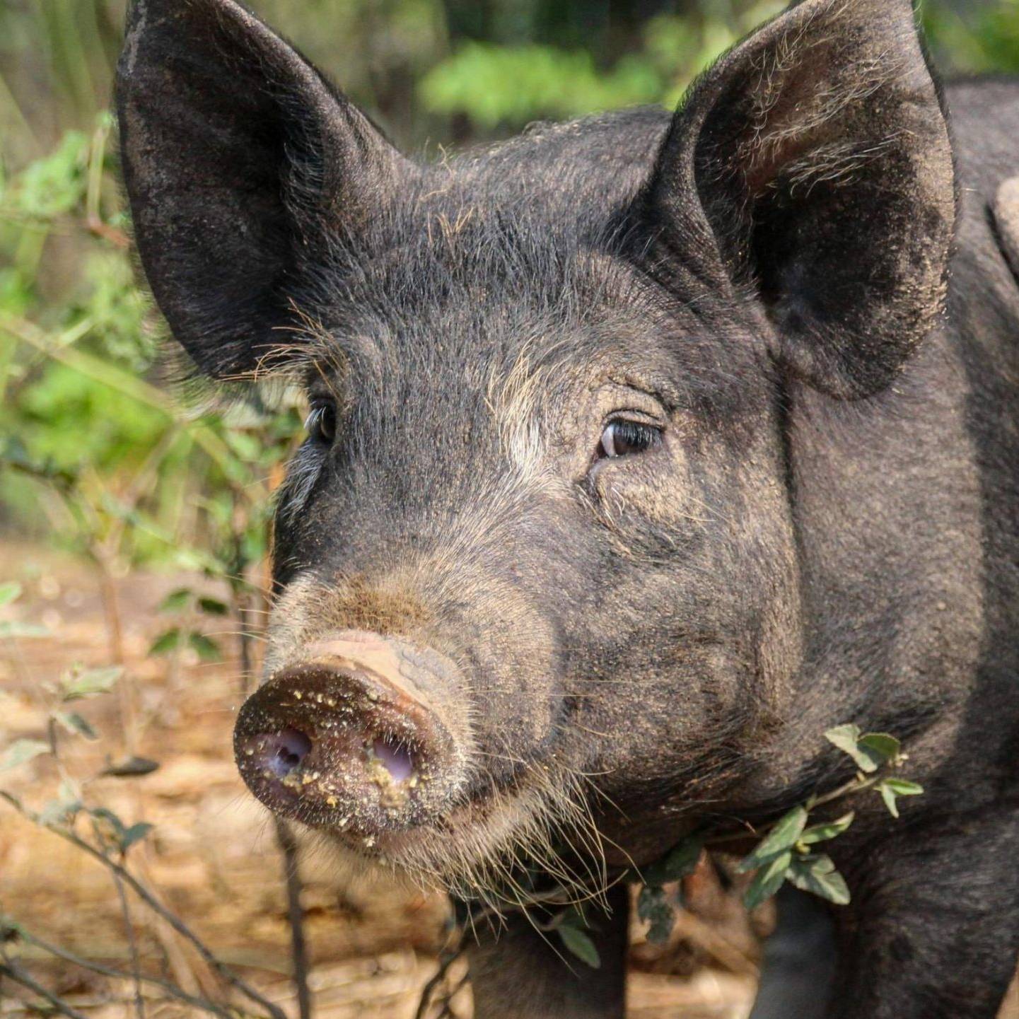 A pair of pigs stands in a lush green field, surrounded by grass and open space.