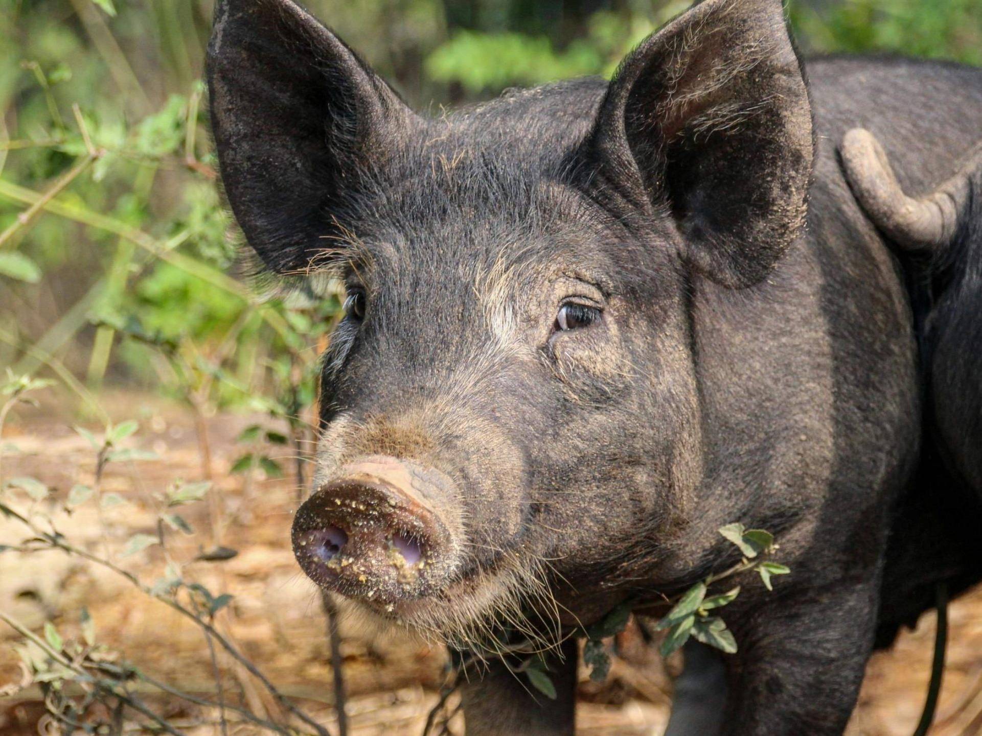 A pair of pigs stands in a lush green field, surrounded by grass and open space.