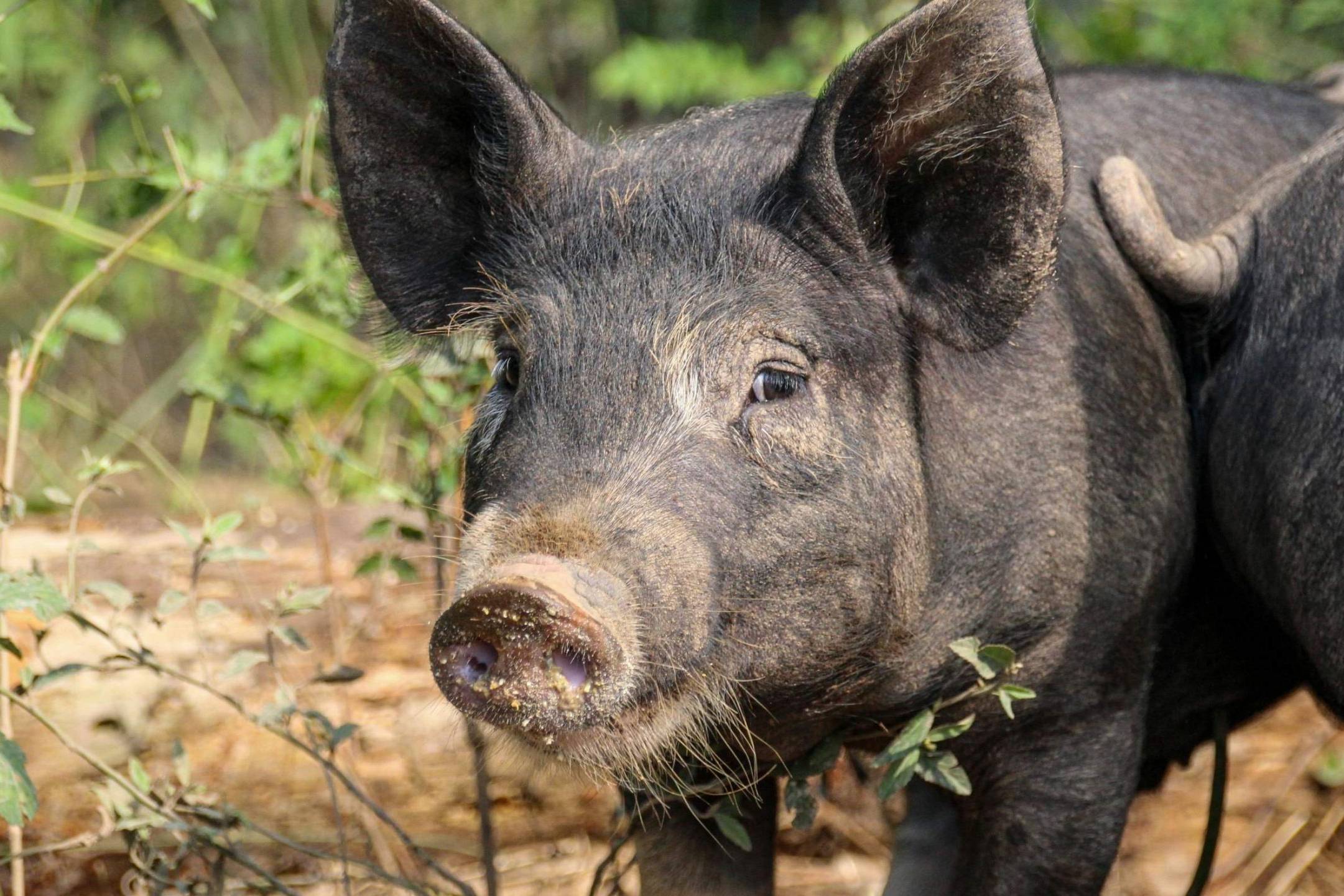 A pair of pigs stands in a lush green field, surrounded by grass and open space.