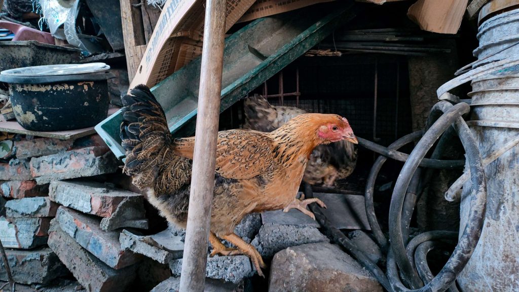 A chicken stands among rubble and cluttered items in a rustic, makeshift coop.