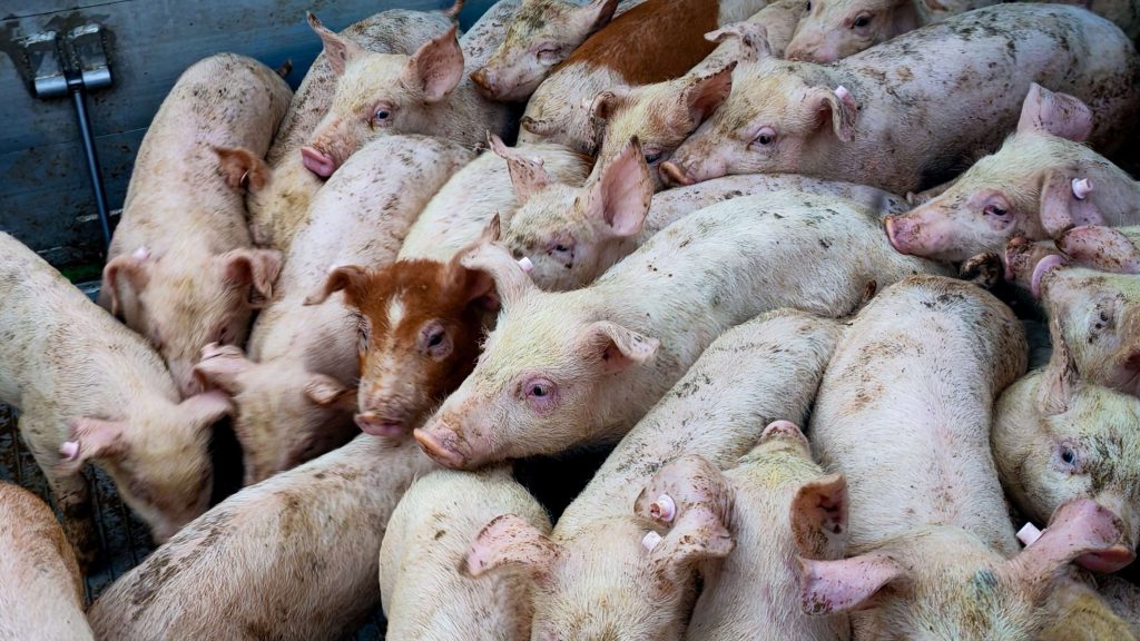 A group of pigs gathered in a truck.