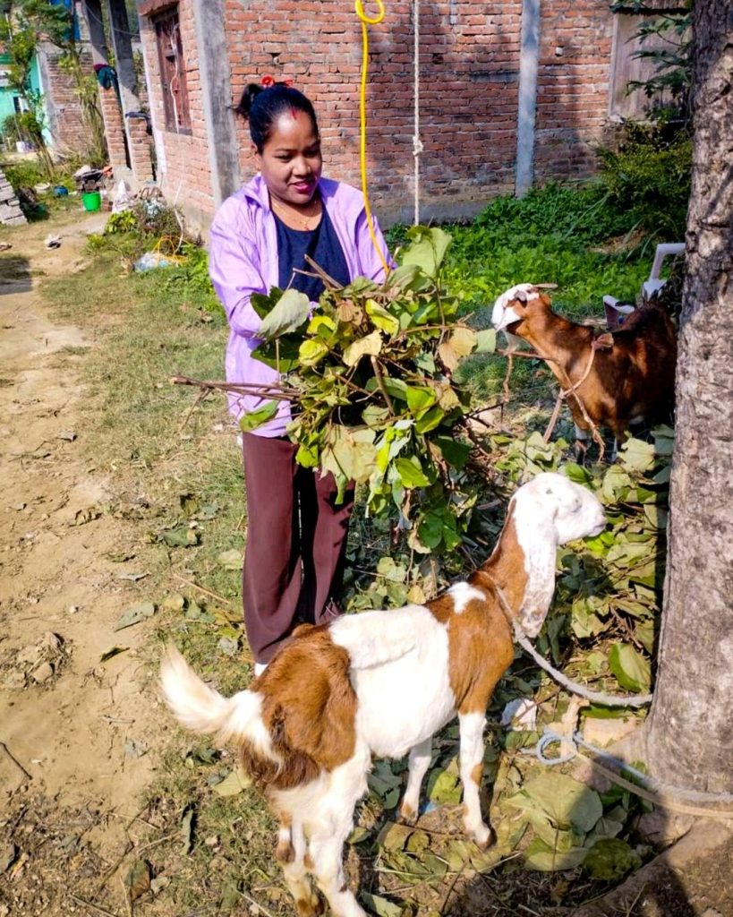 A woman feeds goats in a rural setting, surrounded by green grass.