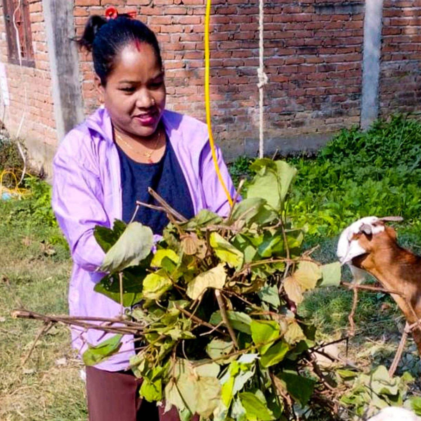 A woman feeds goats in a rural setting, surrounded by green grass.