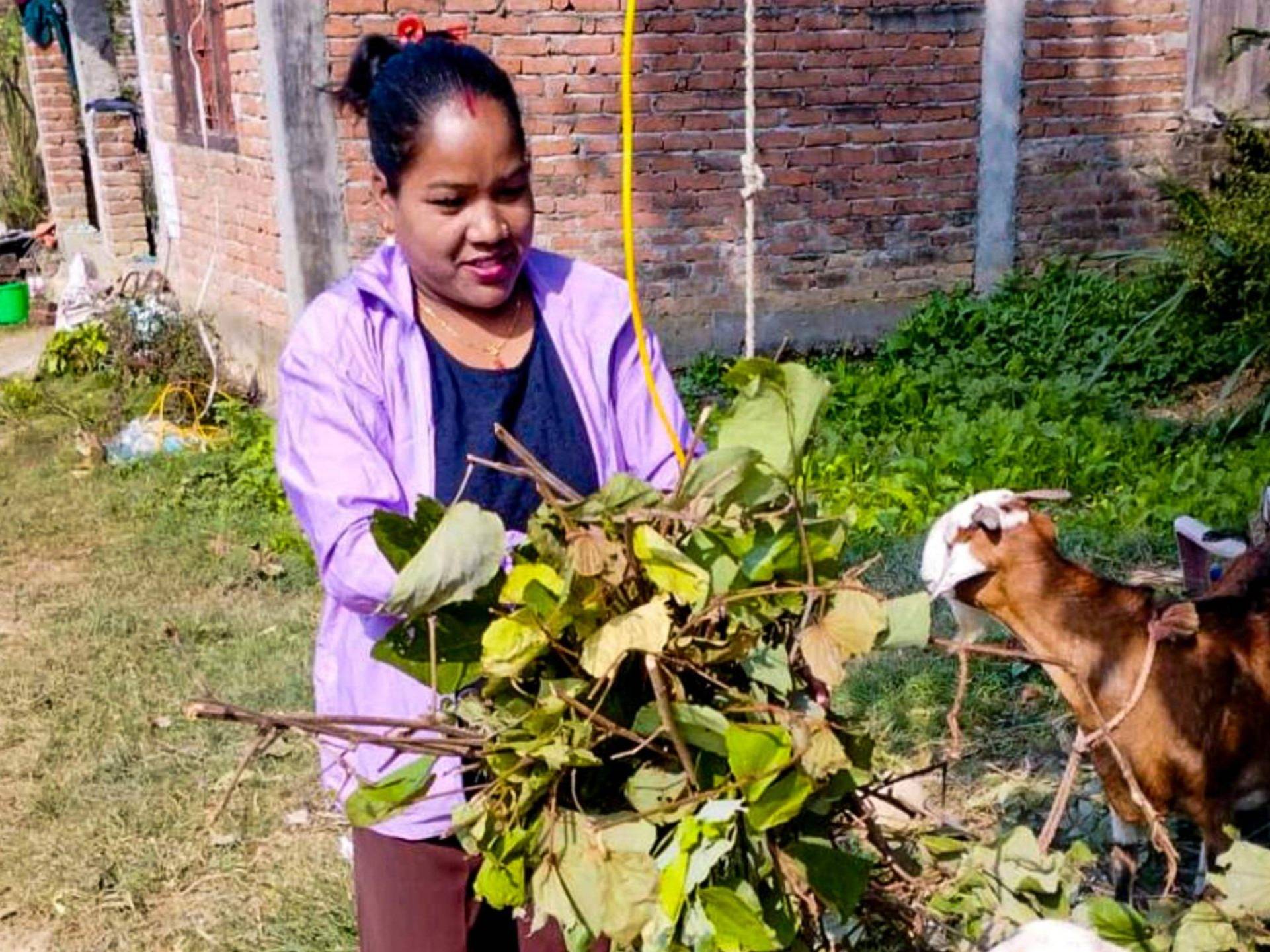 A woman feeds goats in a rural setting, surrounded by green grass.