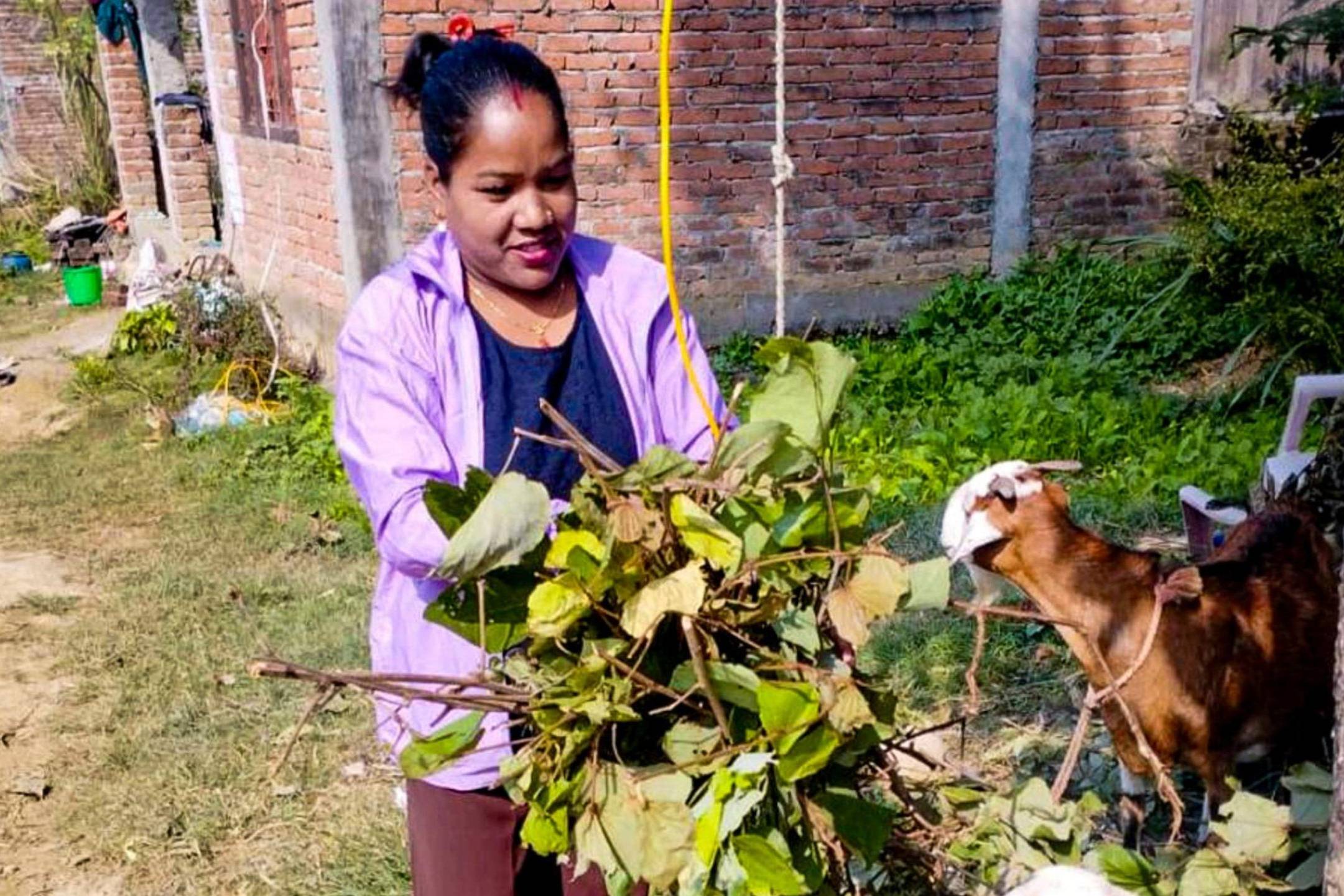 A woman feeds goats in a rural setting, surrounded by green grass.