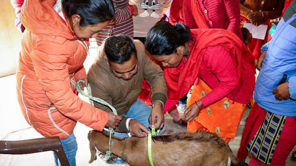 A woman holds a leash attached to a goat while a man measures the goat with measuring tape, surrounded by several people observing the scene.