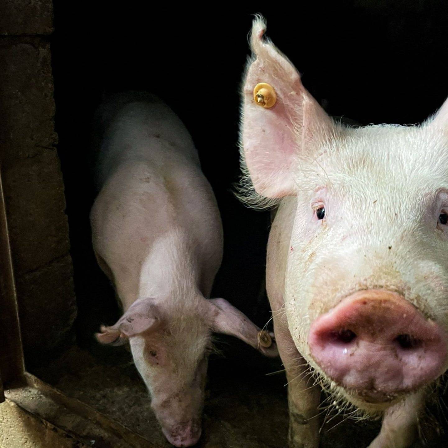 Two pigs stand side by side inside a rustic barn.