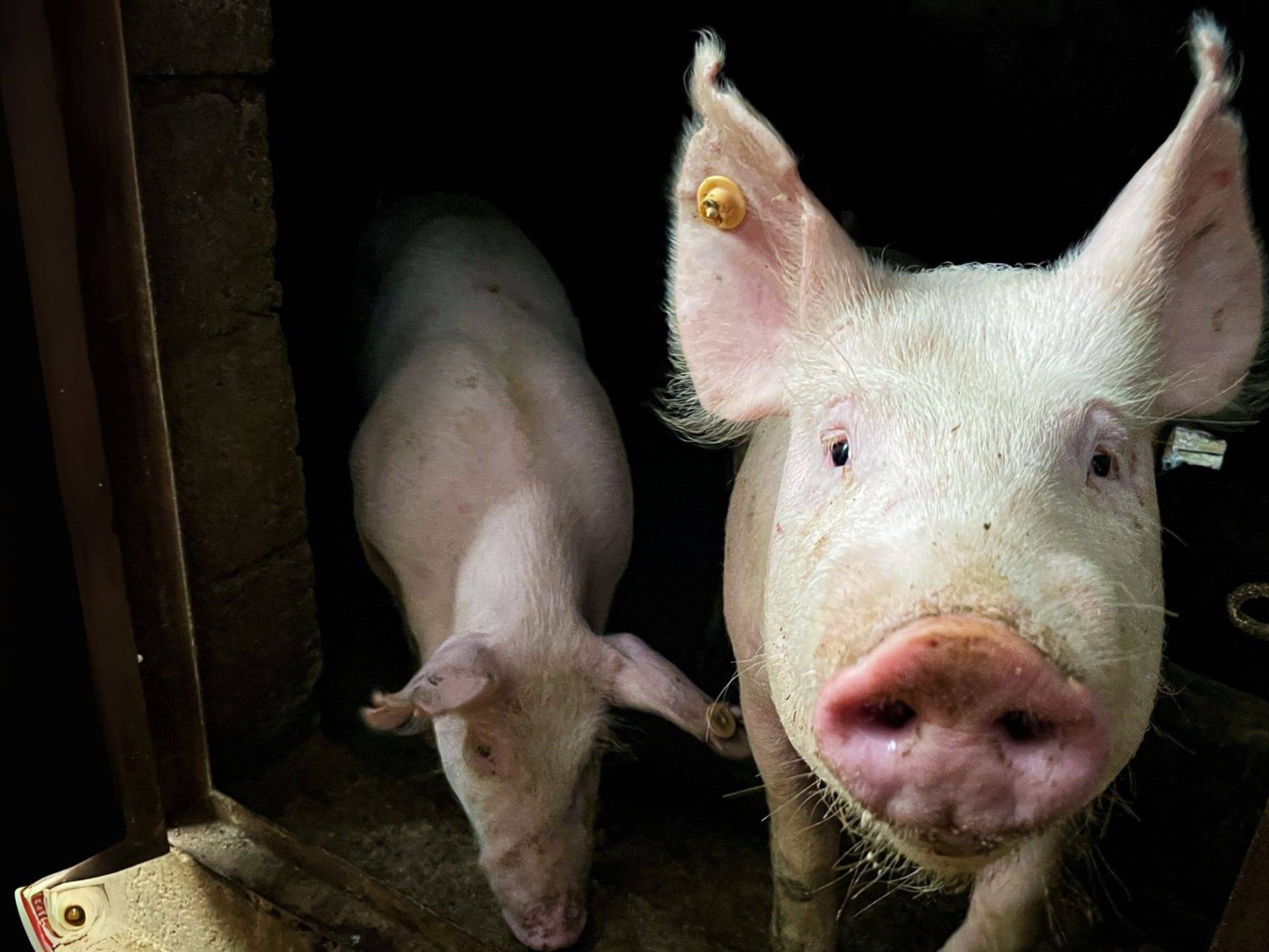Two pigs stand side by side inside a rustic barn.