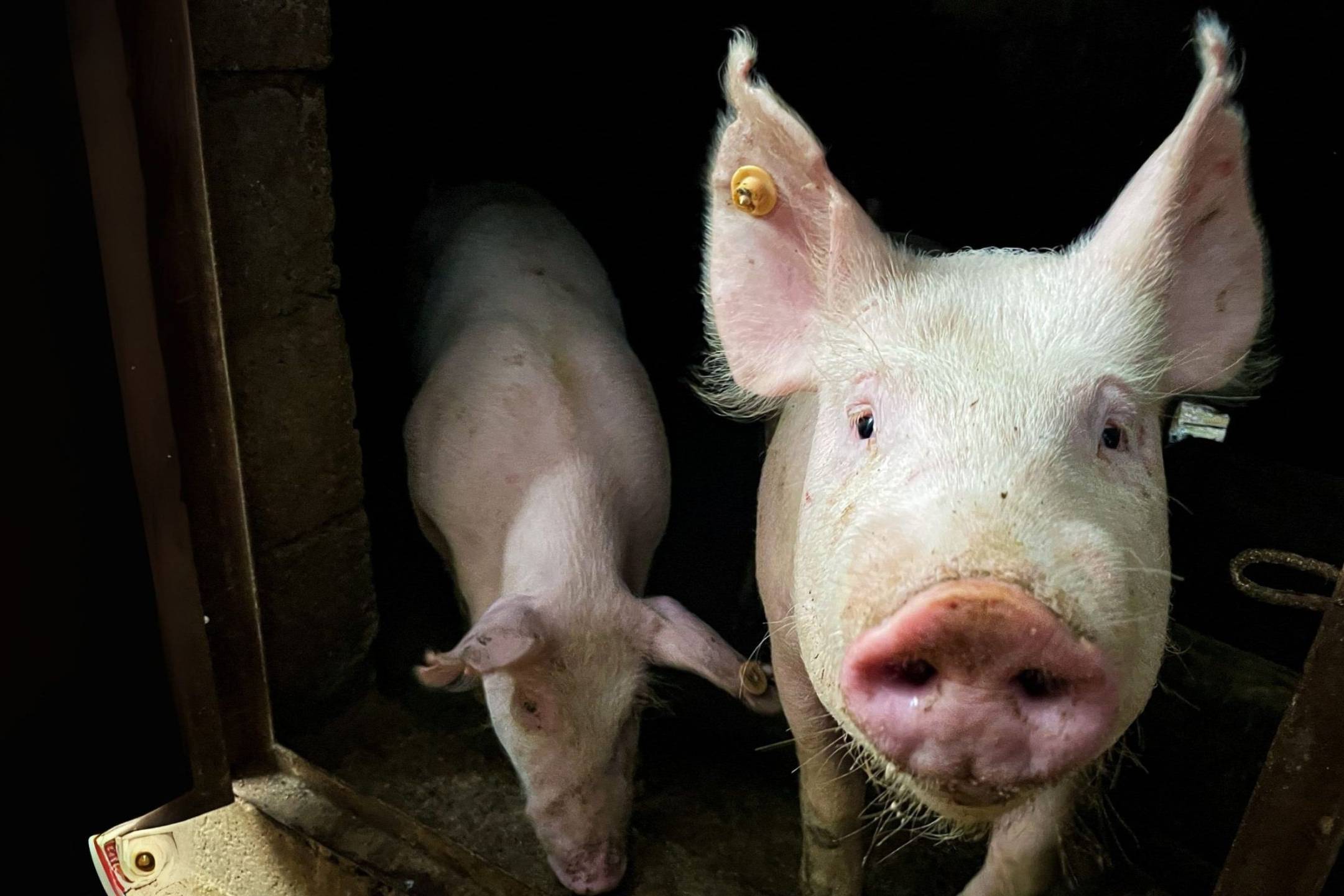 Two pigs stand side by side inside a rustic barn.