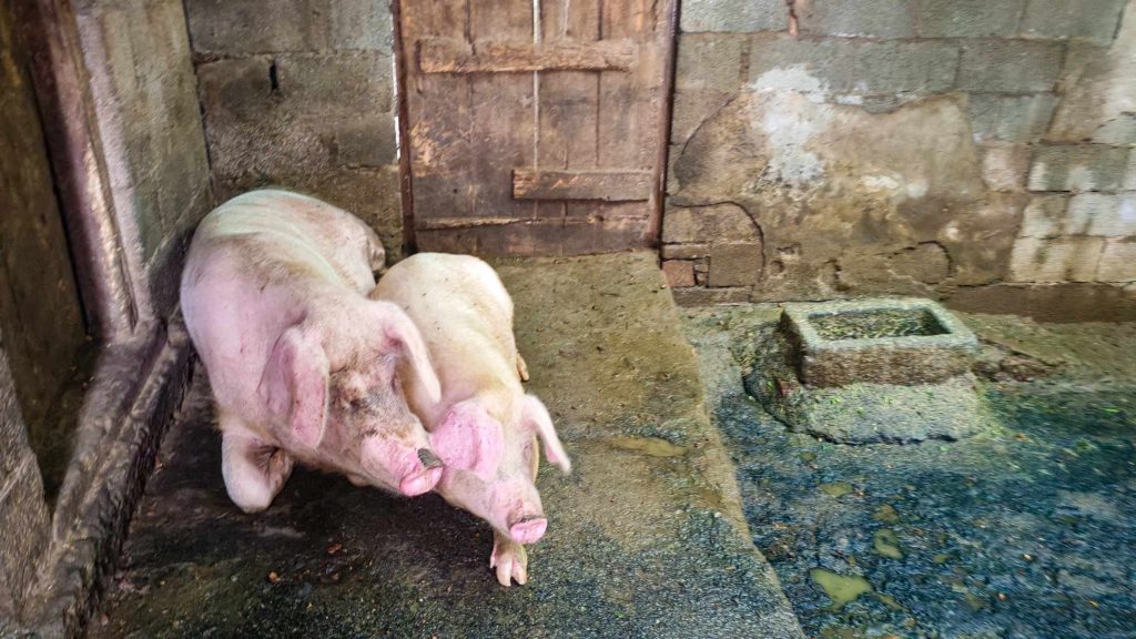 Two pigs rest on a concrete floor in a rustic pen, surrounded by weathered stone walls and a wooden door, creating a serene farm atmosphere.