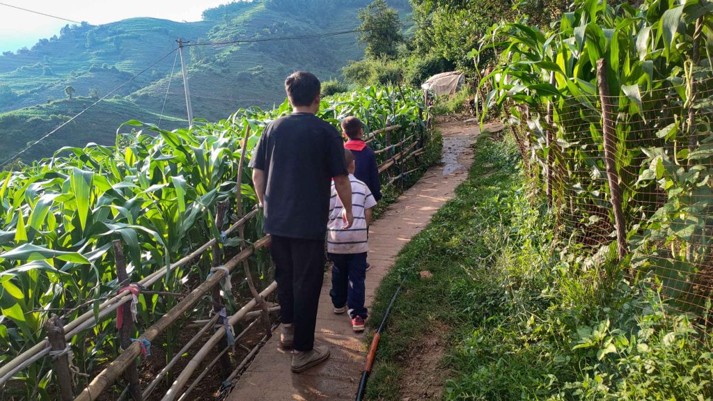 A man and two children walk on a narrow path flanked by tall green plants on a hillside.