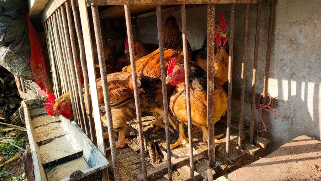 Chickens with vibrant brown feathers stand closely packed in a rusty metal cage.