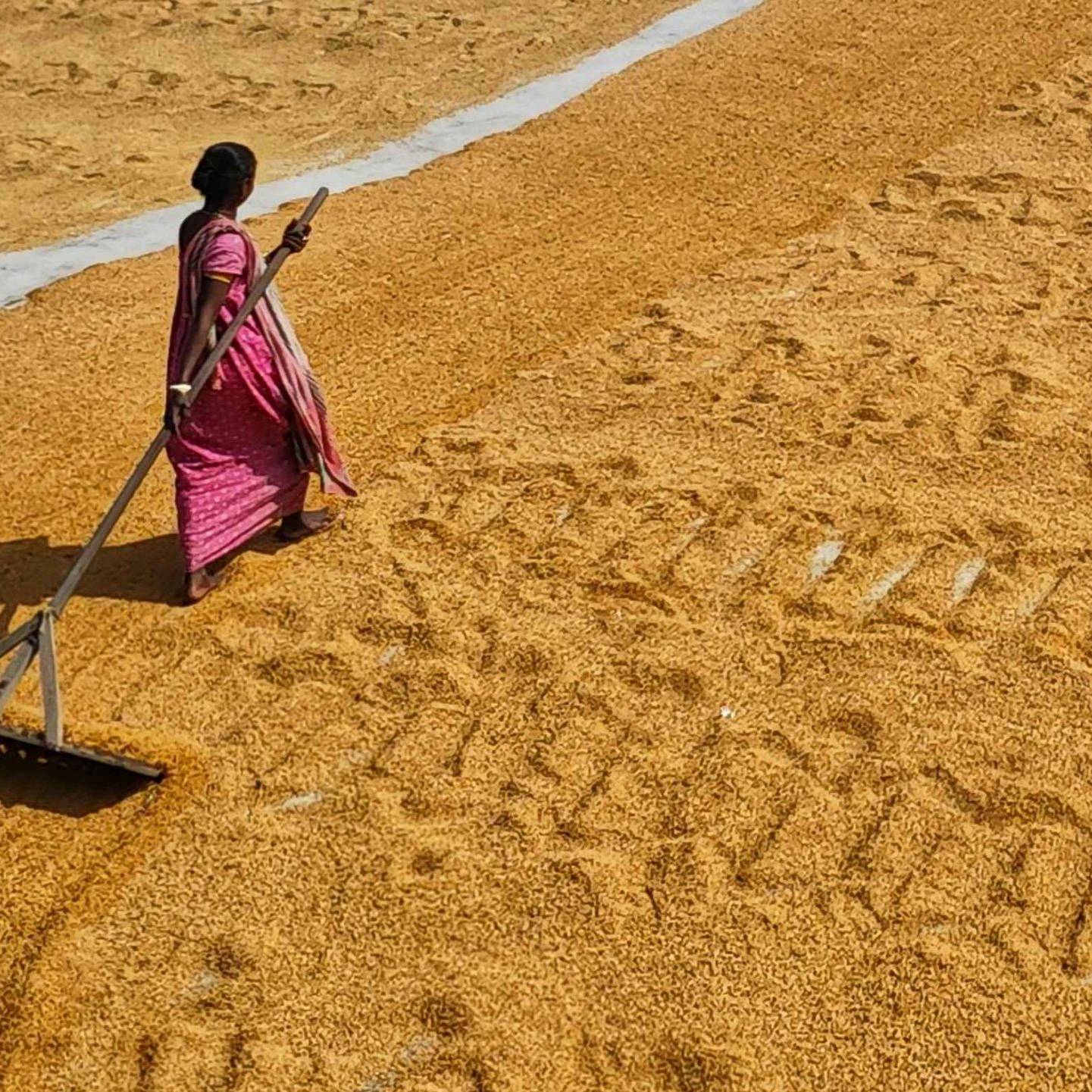 A woman in a pink sari rakes a large expanse of golden grains under the sun. Her movement creates patterns, conveying diligence and tradition.