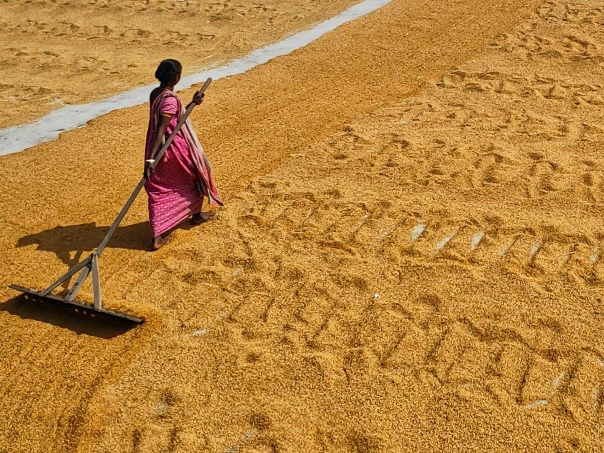 A woman in a pink sari rakes a large expanse of golden grains under the sun. Her movement creates patterns, conveying diligence and tradition.