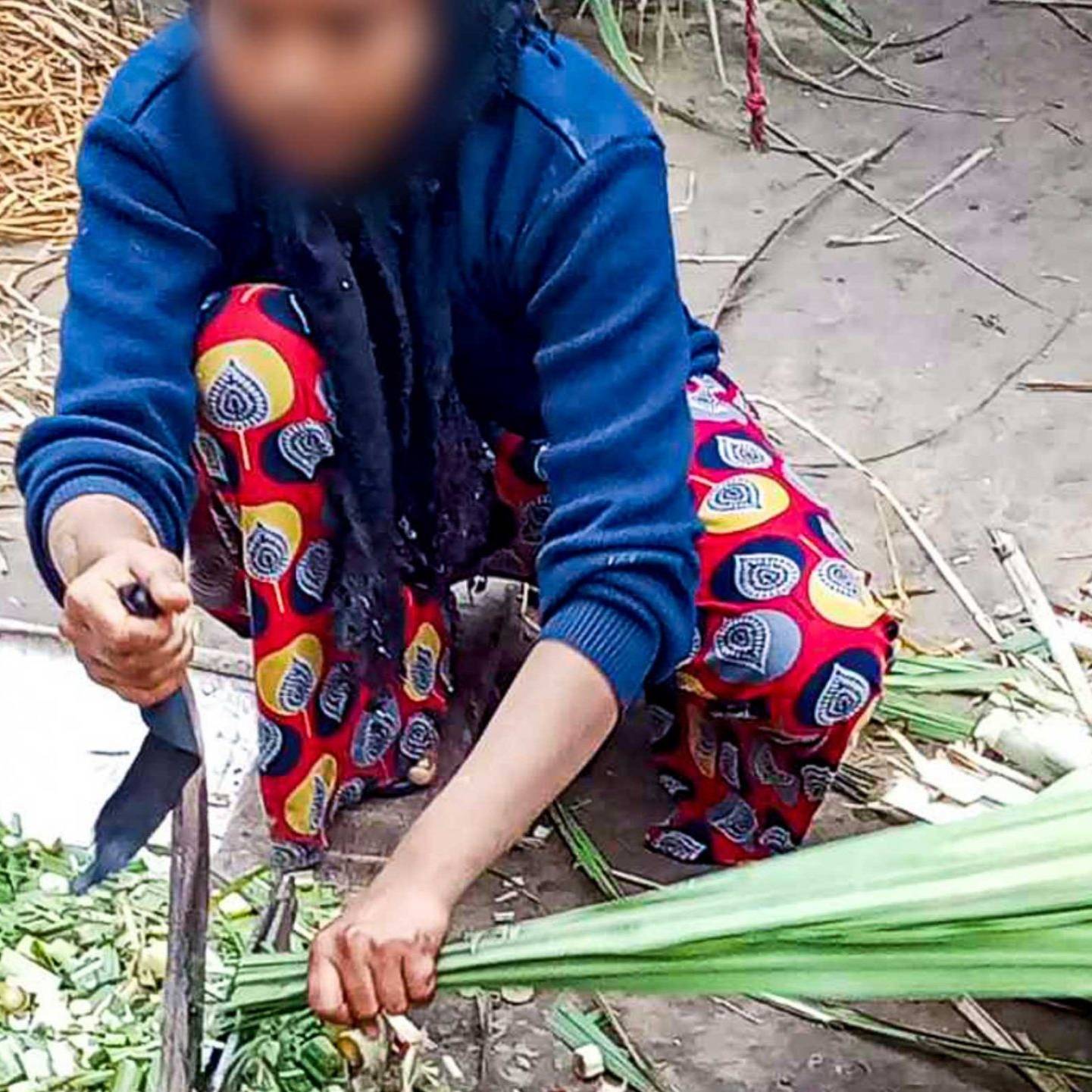 A person is squatting outdoors on a sandy surface, wearing a blue jacket and colorful patterned pants. Face blurred for privacy. They are cutting green leafy stalks using a knife, surrounded by chopped greens and straw. The scene conveys rural, agricultural work.