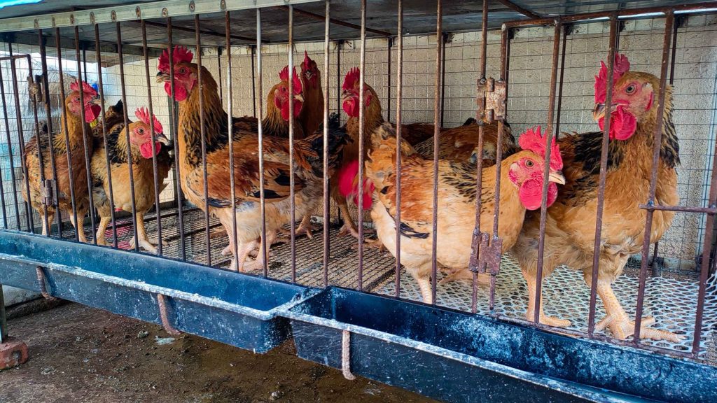 Caged chickens with vibrant red combs stand close together inside a metal enclosure.