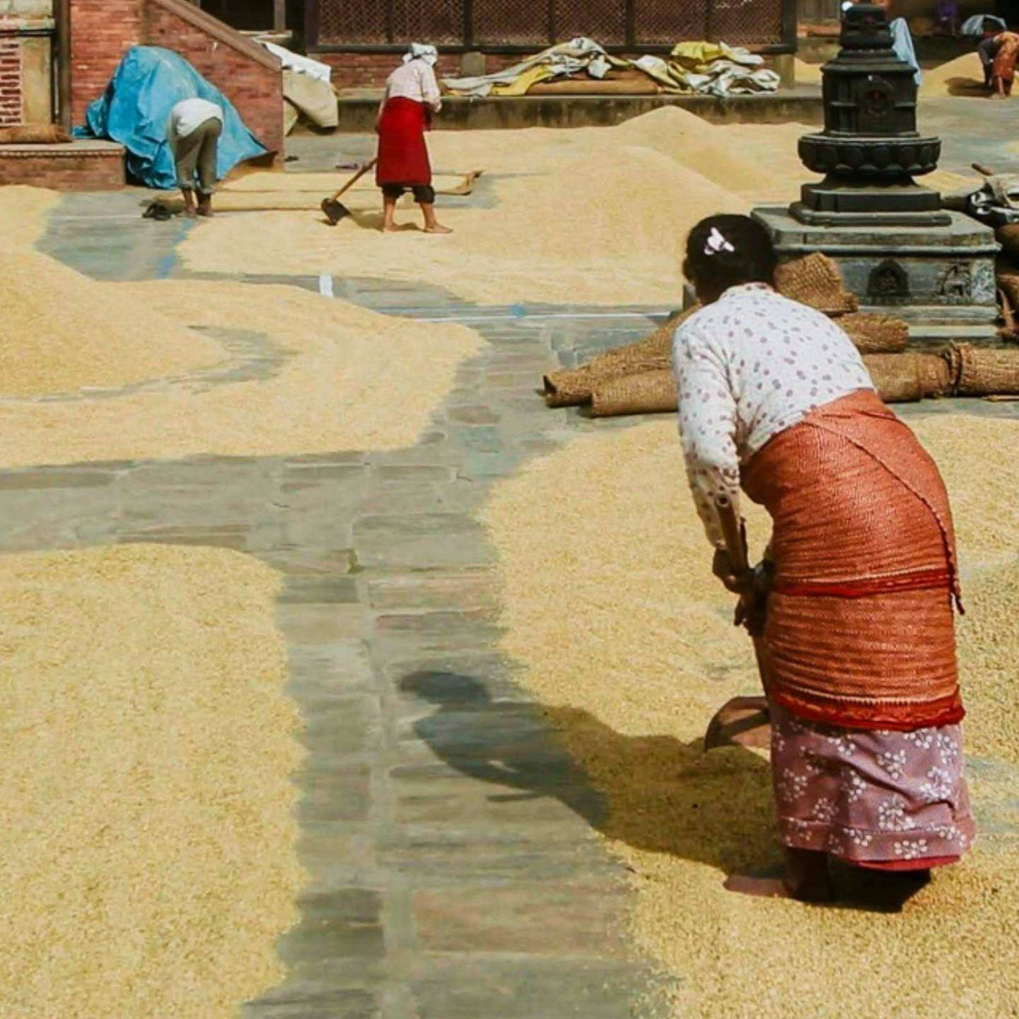 Women are using tools to spread grains on a sunlit stone courtyard, surrounded by small mounds of grains. The scene evokes a sense of diligent labor.