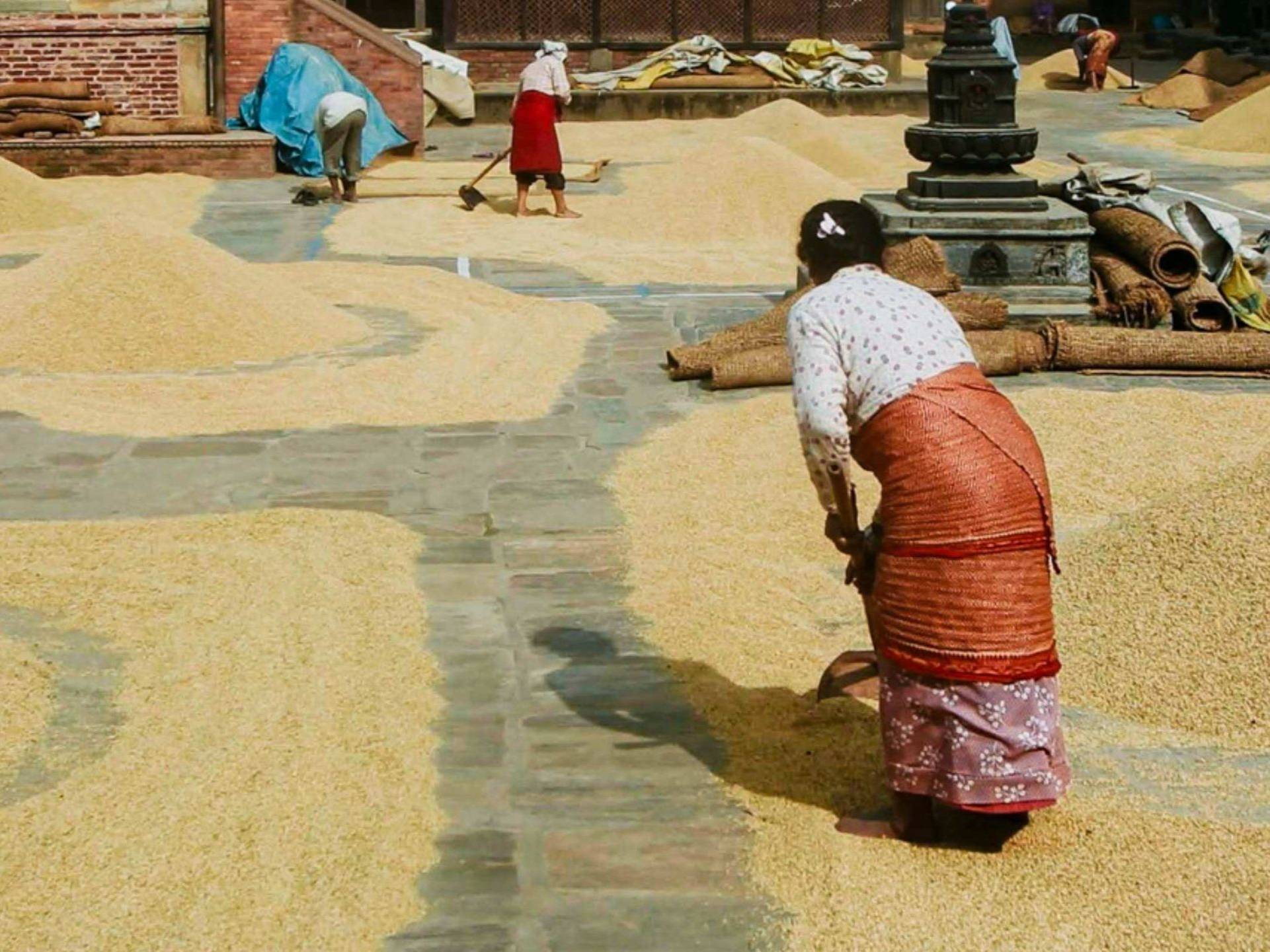 Women are using tools to spread grains on a sunlit stone courtyard, surrounded by small mounds of grains. The scene evokes a sense of diligent labor.