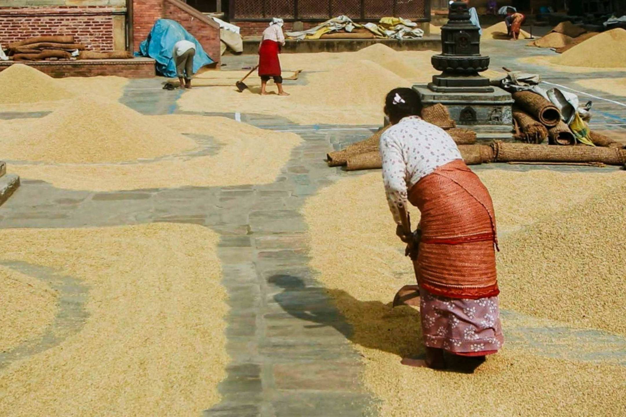 Women are using tools to spread grains on a sunlit stone courtyard, surrounded by small mounds of grains. The scene evokes a sense of diligent labor.