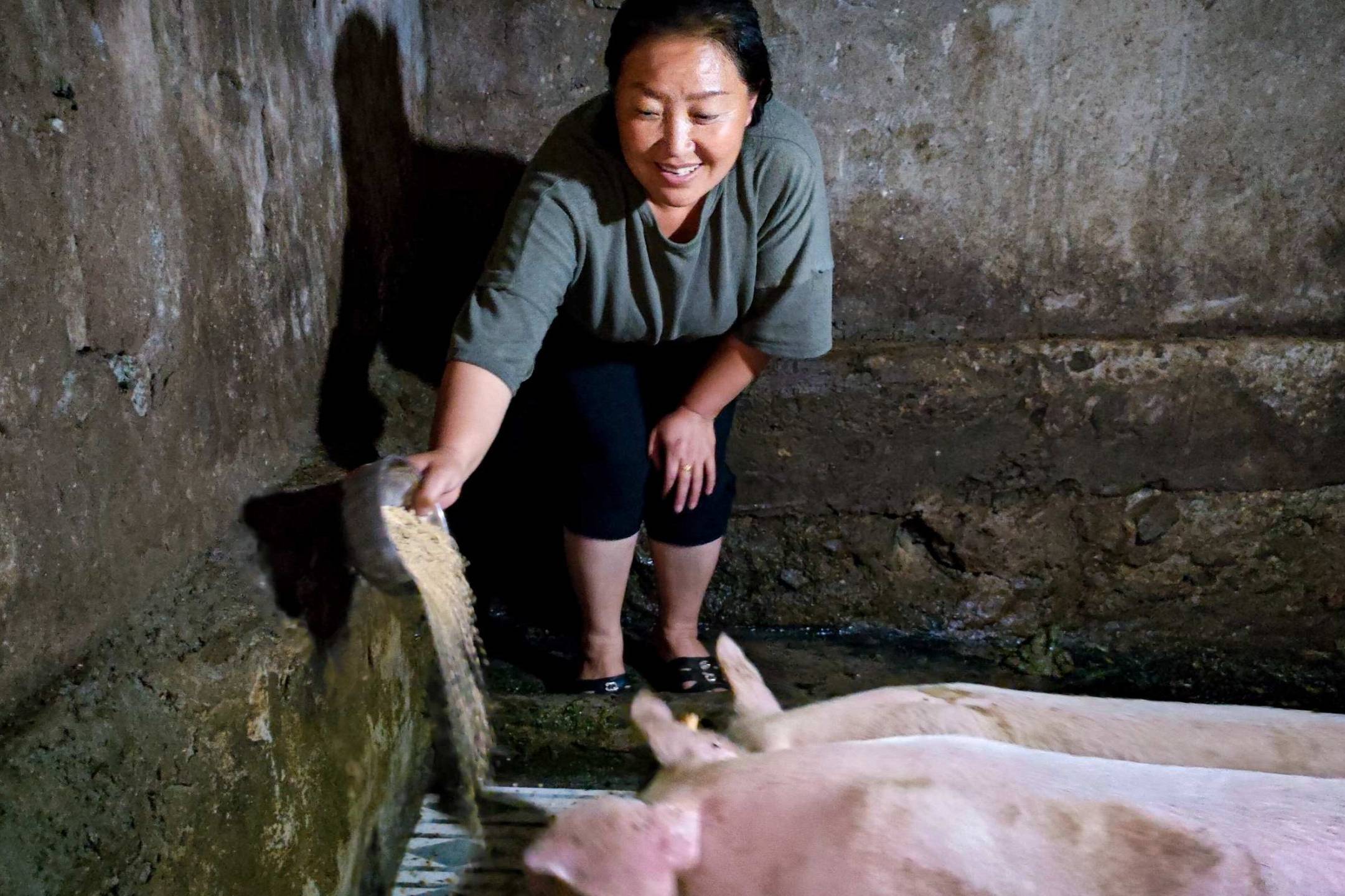 A woman in a dimly lit barn feeds two pigs with a smile, scattering feed from a bucket. The setting conveys warmth and care for the animals.