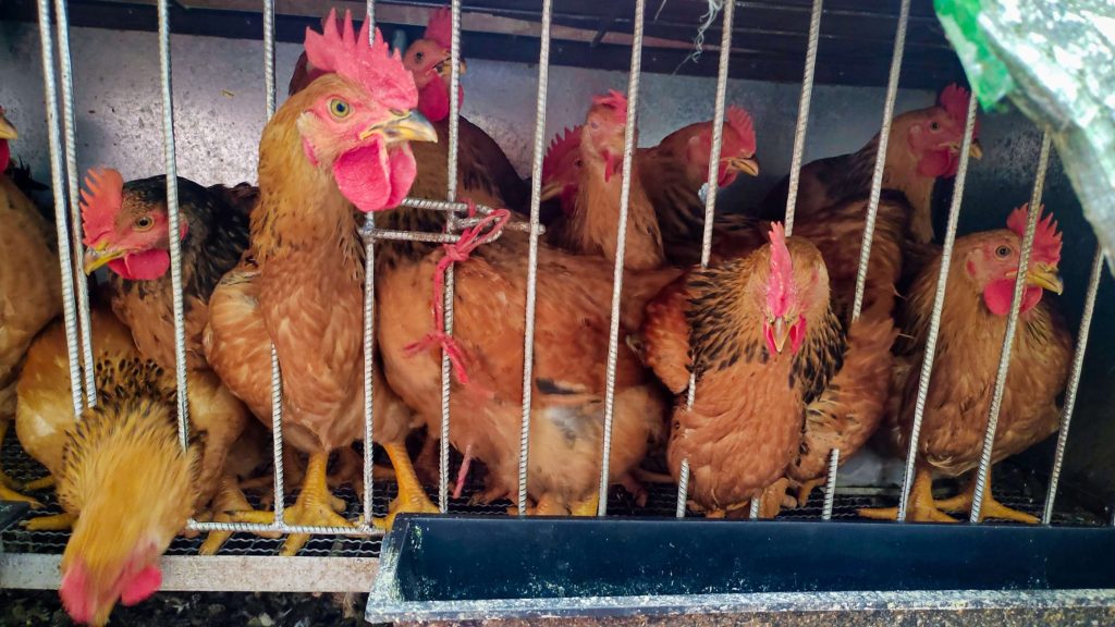 Chickens are crowded in a metal cage with a small feed tray outside. The scene conveys confinement and a lack of space. The mood is tense.