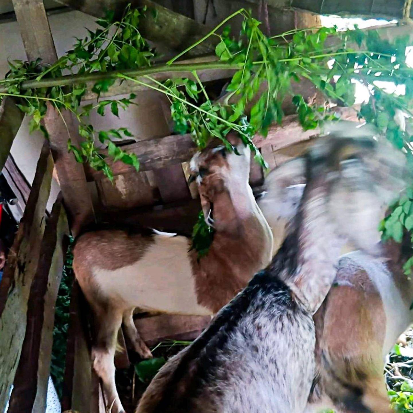A person in a blue shirt feeds goats fresh greenery in a rustic wooden pen. The scene is lively and engaging, conveying a sense of care and nurturing.
