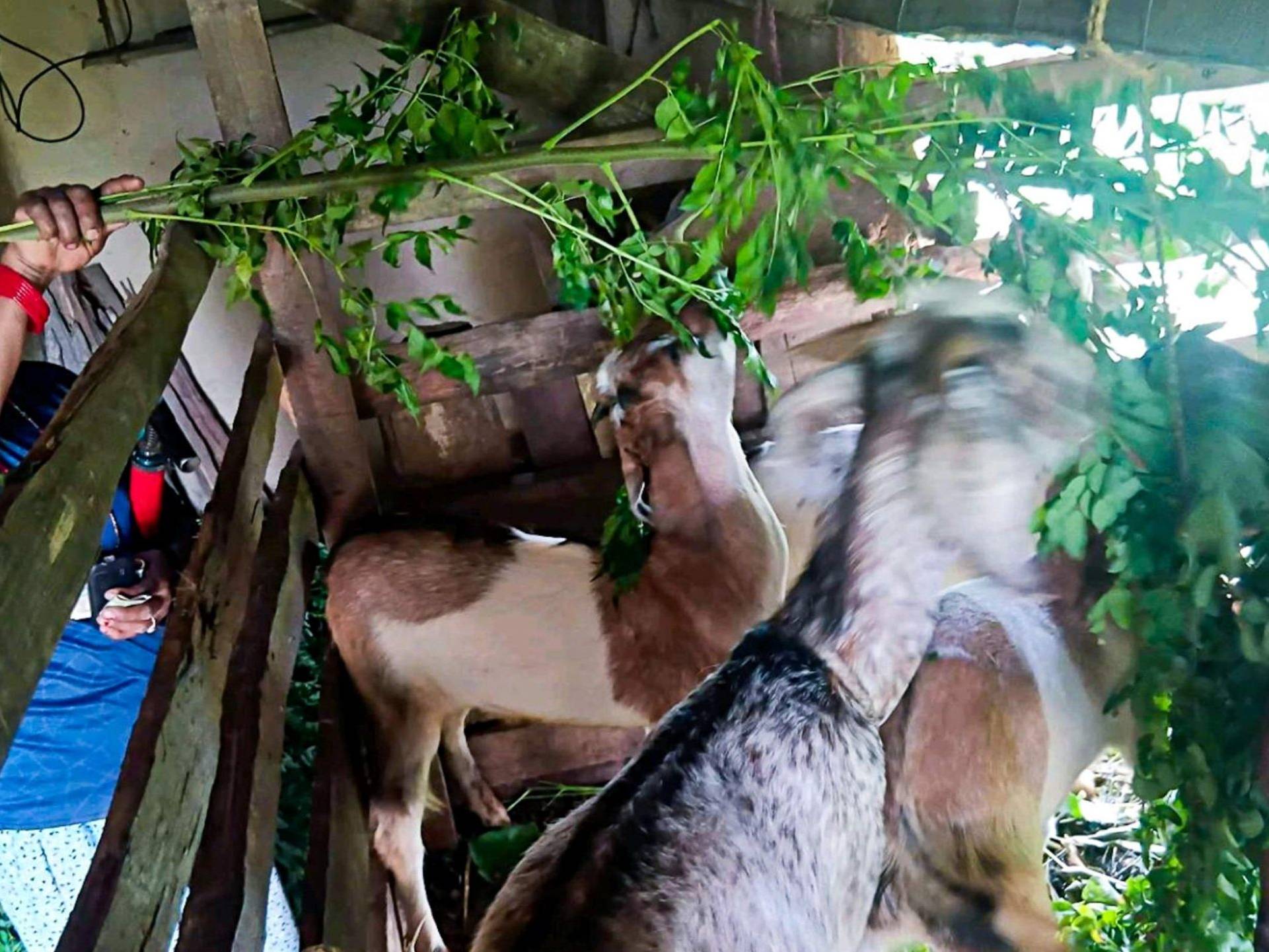 A person in a blue shirt feeds goats fresh greenery in a rustic wooden pen. The scene is lively and engaging, conveying a sense of care and nurturing.