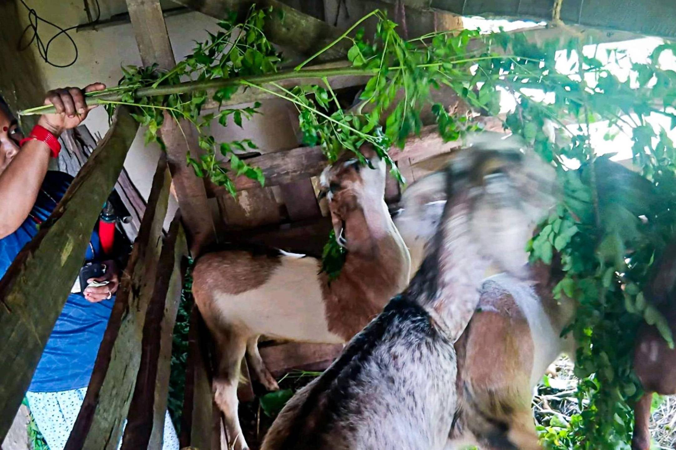 A person in a blue shirt feeds goats fresh greenery in a rustic wooden pen. The scene is lively and engaging, conveying a sense of care and nurturing.