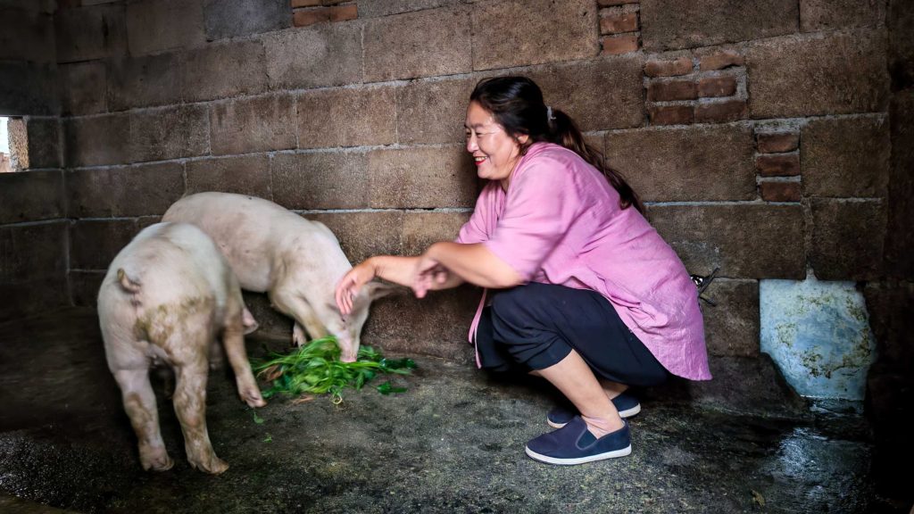 A woman in a pink shirt squats joyfully beside two pigs eating greens on a rough, concrete floor in a rustic brick-walled enclosure.