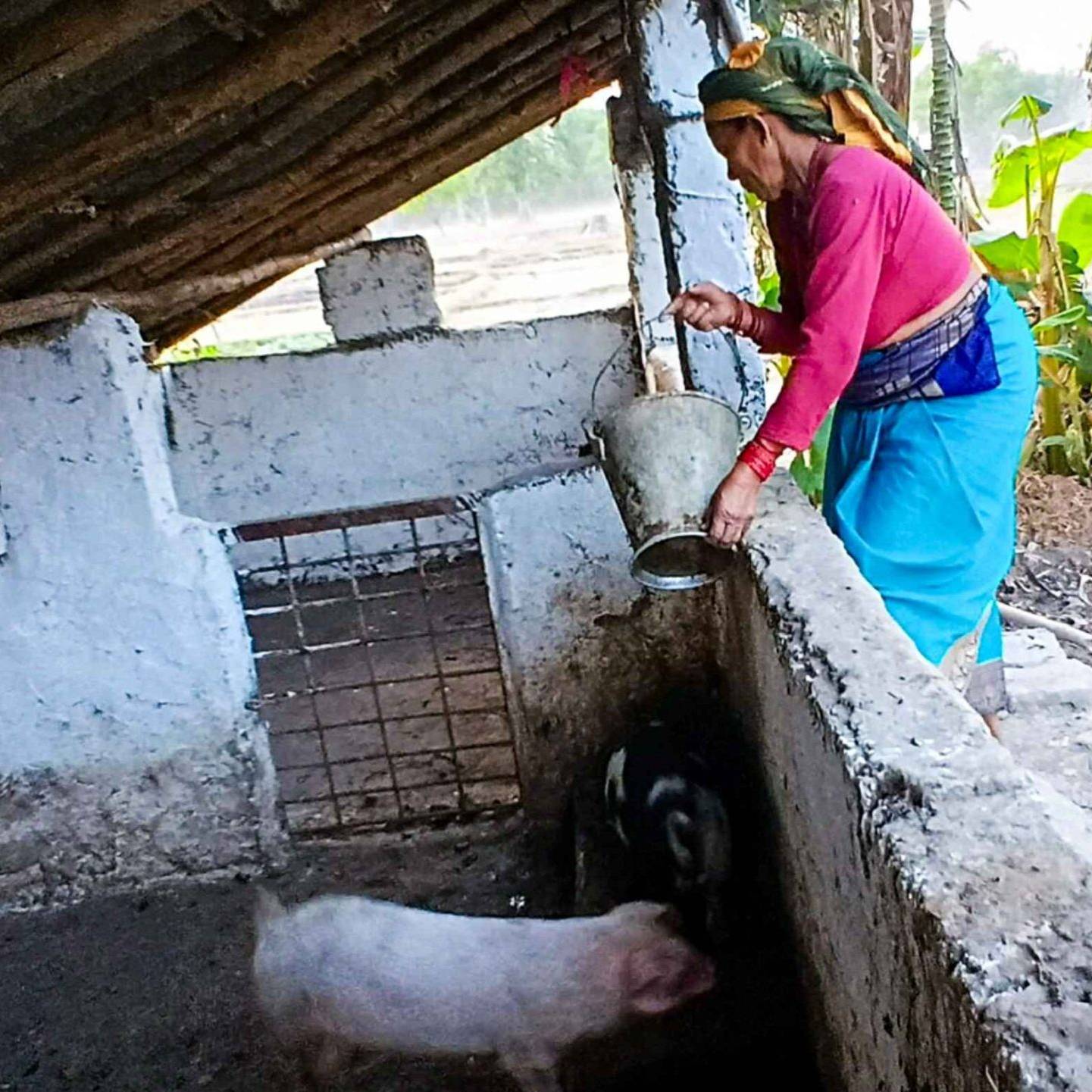 A woman in traditional attire feeds pigs in a rustic enclosure, conveying a sense of rural life. The setting is simple, serene, and natural.